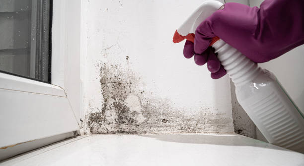 Best Water damage contractors near me  in Uniontown, OH